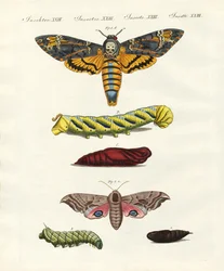 Schmetterlinge - Dämmerfalter